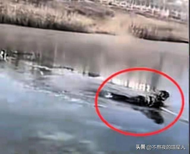 反转！央视刚表扬李佳婷，教育局就紧急叫停！到底动了谁的奶酪？