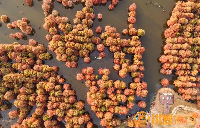 南昌水杉秘境，绝美！