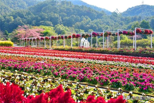 入园赏春花，回家带年花，佛山卡玛缤纷花世界年花节开幕了