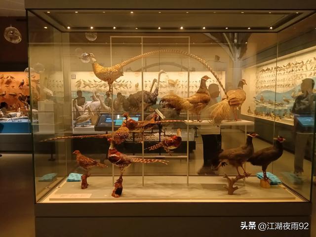 为何很多人带孩子游武大？有大树，国宝级古建筑，博物馆等景观