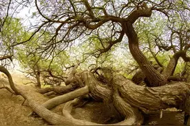 在新疆沙漠有棵直径3米的古柳树，根扎入8米深，环绕泉眼生长图片