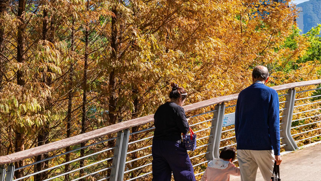 藏在市中心的莫奈花园，不仅能观赏绝美水杉，还能露营溜娃拍照