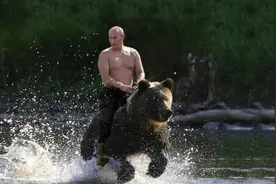 俄罗斯宣布：禁止在家养熊！网友：原来“战斗民族养熊”是真的？图片