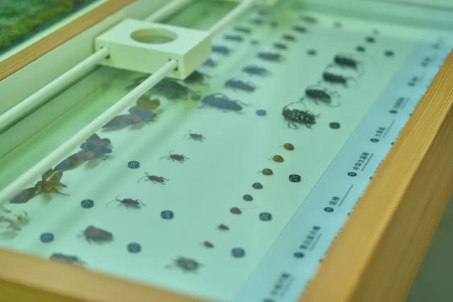 走，到屏山老君山赏秋去→