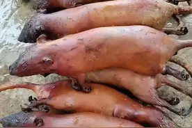 2018年，浙江老汉捕鱼时捞到9斤“大老鼠”，那专家怎么说？图片