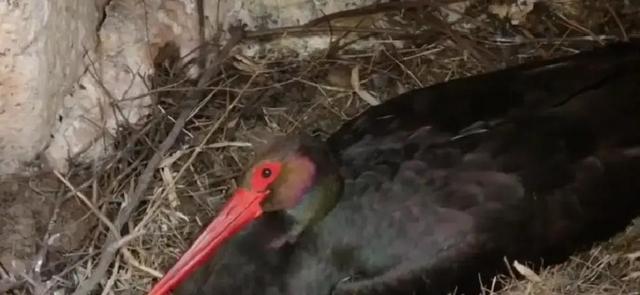 山西发现1米高大黑鸟	，全国仅存不足2000只，比大熊猫还珍贵！