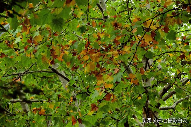 达活泉公园最美秋色（图）