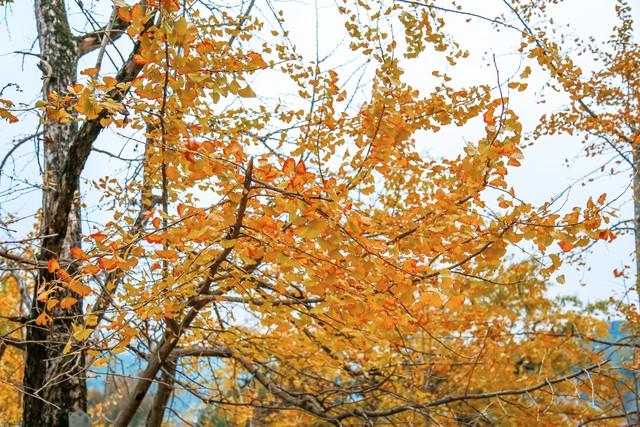 广州秋游封神路线！红叶、银、禅意，3条宝藏线承包你的秋日浪漫