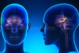 近日，考研报名禁用海马体照片引热议。究竟什么是“海马体”？图片