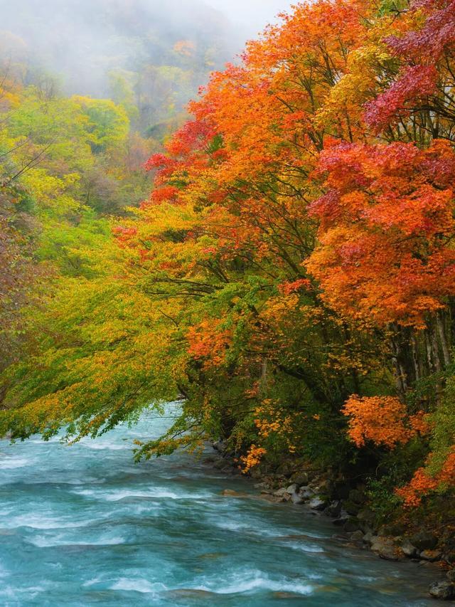 喇叭河红叶巅峰期打卡攻略，彩林秘境+野生萌兽，秋假带娃研学首选！