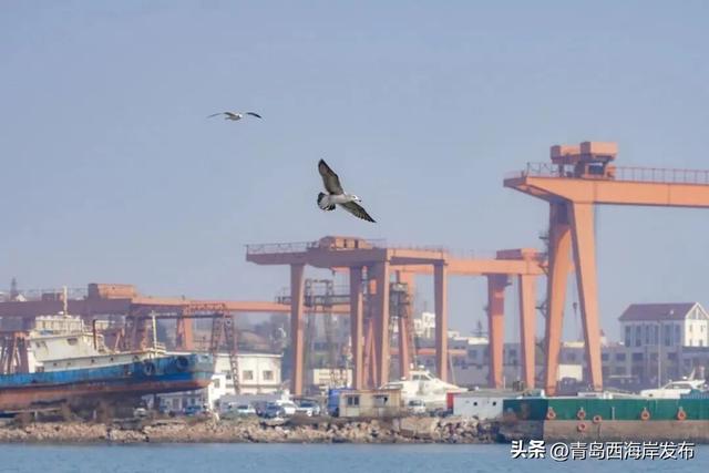 “鸥”耶！西海岸来了一批“老朋友”！