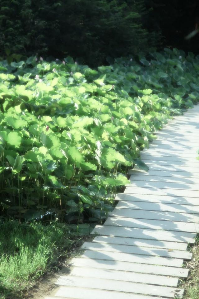 @XMUer，厦园这些路你都走过吗？