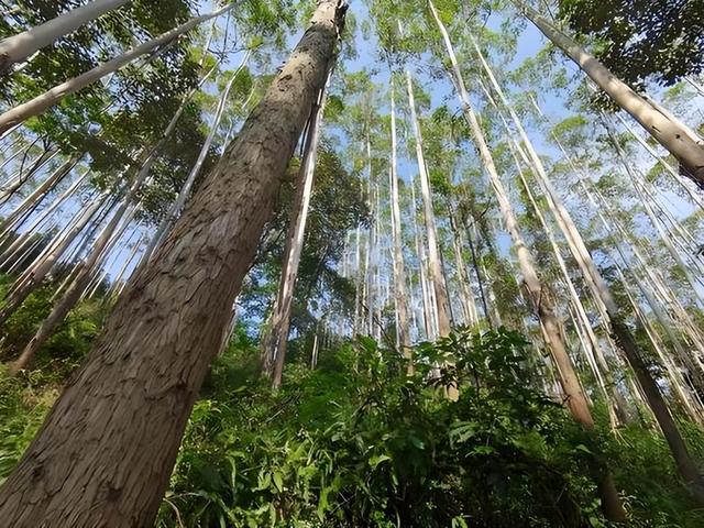 日本和美国早已禁种，那中国为何依然大力种植？背后的原因不简单