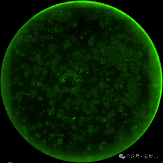 OpenAI用GPT-4b攻克诺奖难题！人体细胞返老还童逆转效率飙升50倍