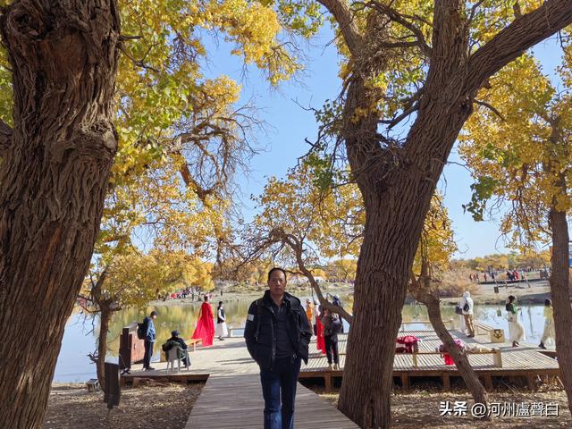 额济纳旗胡杨林