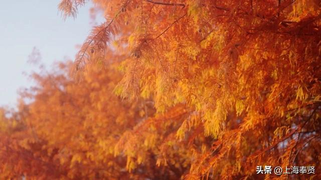 在海湾镇，遇见冬日的浪漫颜色