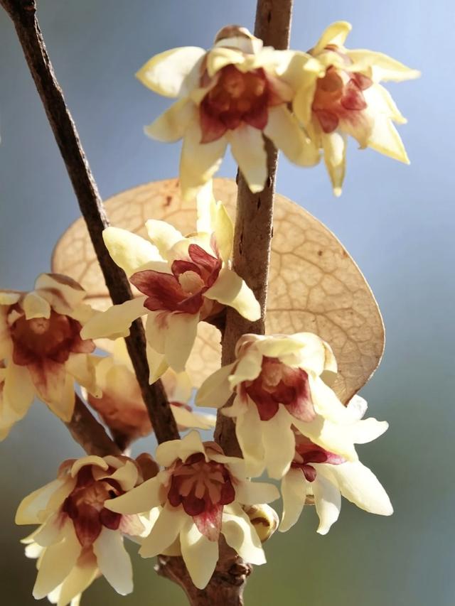 为什么北京的公园要收费？答案可能跟你想的不一样...