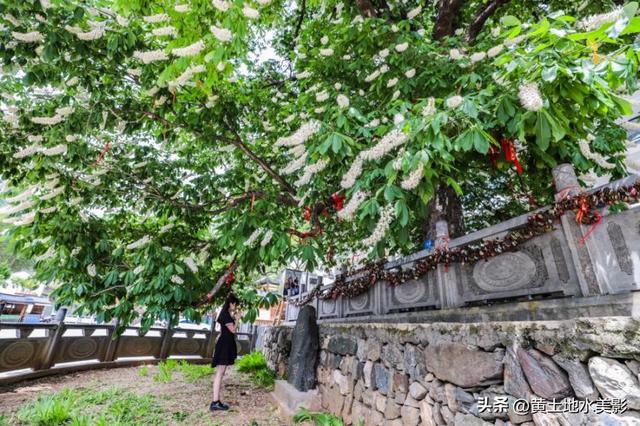 洛阳重渡沟千年菩提花开，历经1500年岁月沉淀，繁花满枝清风拂面