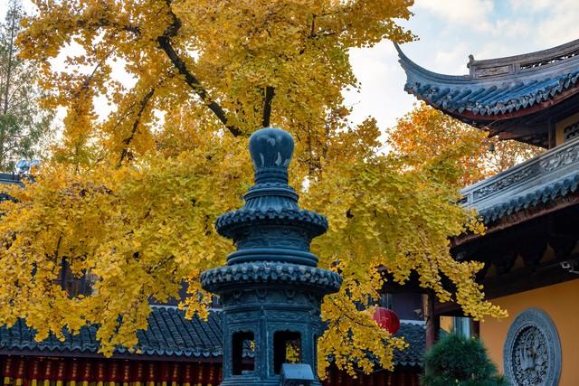 上海深秋封神路线！红叶燃秋+古寺银杏，3条私藏线承包你的诗意