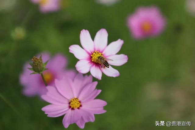 贵港这片格桑花海盛放，超出片！