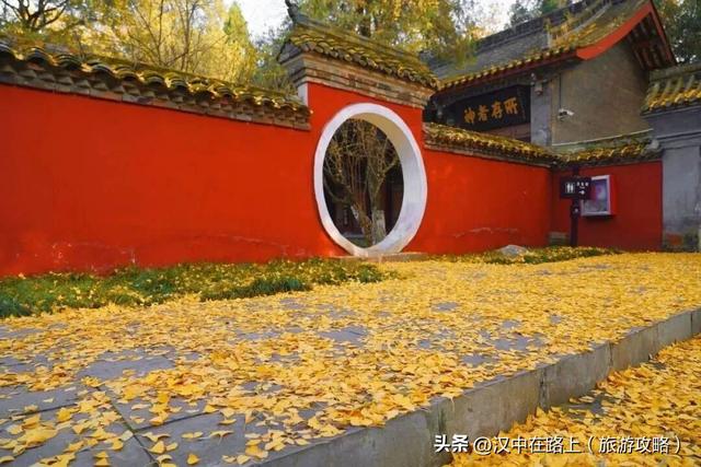 百年一树金，赴武侯祠寻一场秋日的绚烂