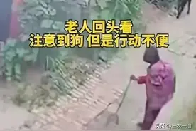 黑犬伤人事件后续：视频曝光，涉事狗已处理，当地回应老人伤情图片