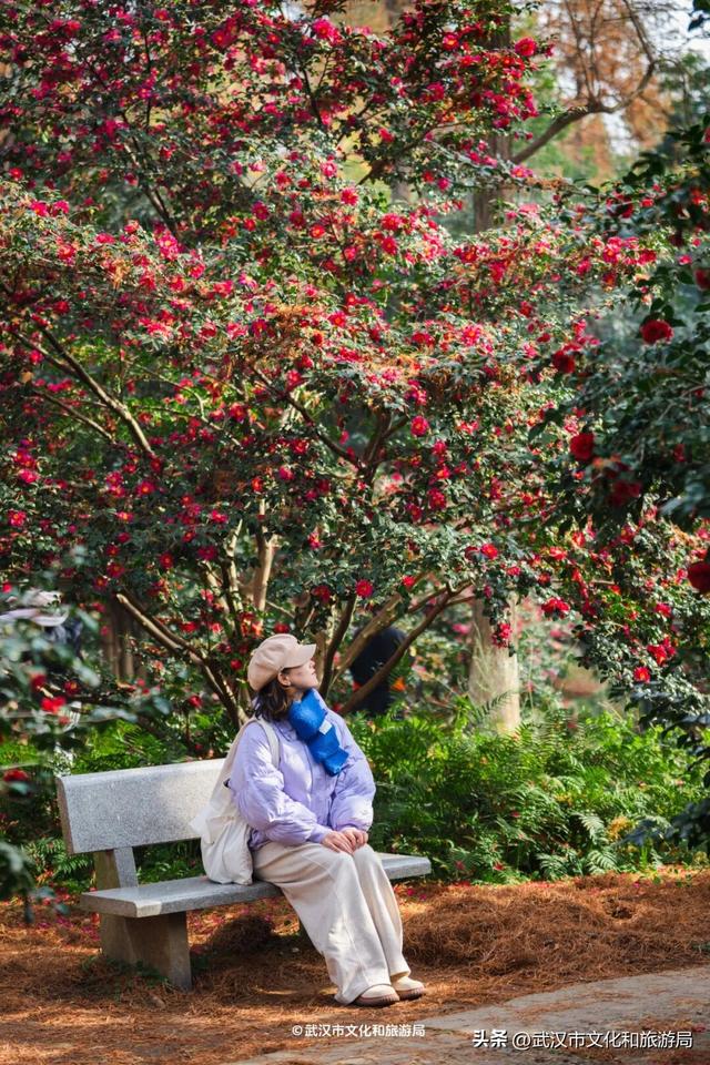 万株兰花盛放，2026赏花季，来了！