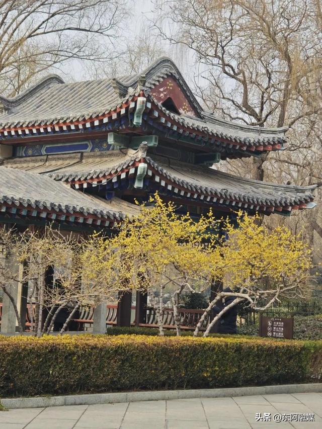 山东的第一波蜡梅开啦！快来邂逅这份冬日限定的浪漫