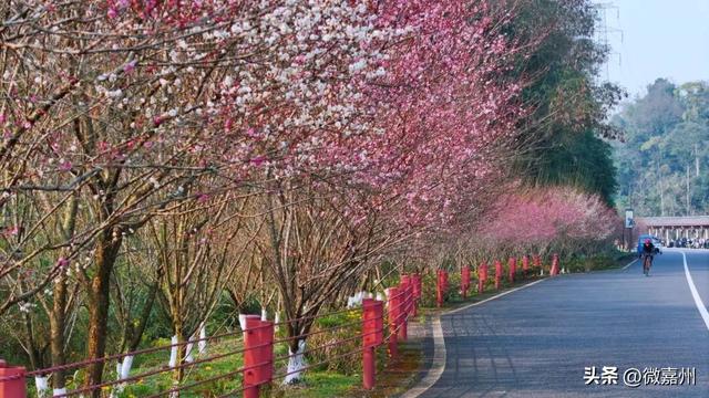 梅香漫绿心 嘉州绿心公园迎赏梅热潮