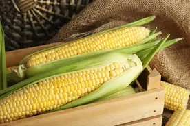 煮玉米时，别只加清水，多放2种东西，玉米煮熟后就会香甜软糯！图片