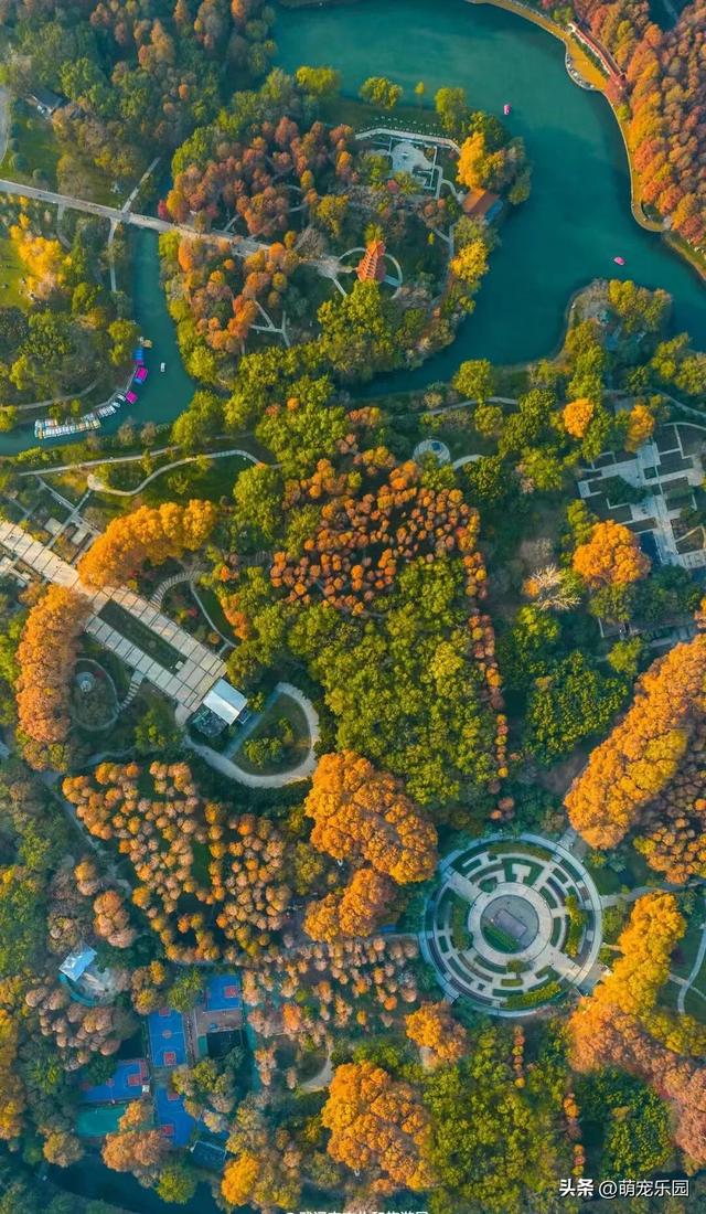 武汉深巷现绝美秋景，六百棵法桐换装，游客误入金色秘境