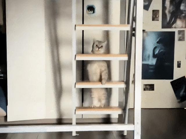 爸爸教猫爬梯子上床，结果第二天看到…网友：这猫是人教版的！