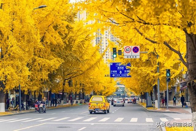 11月一定要收藏一份全国银杏观赏地图