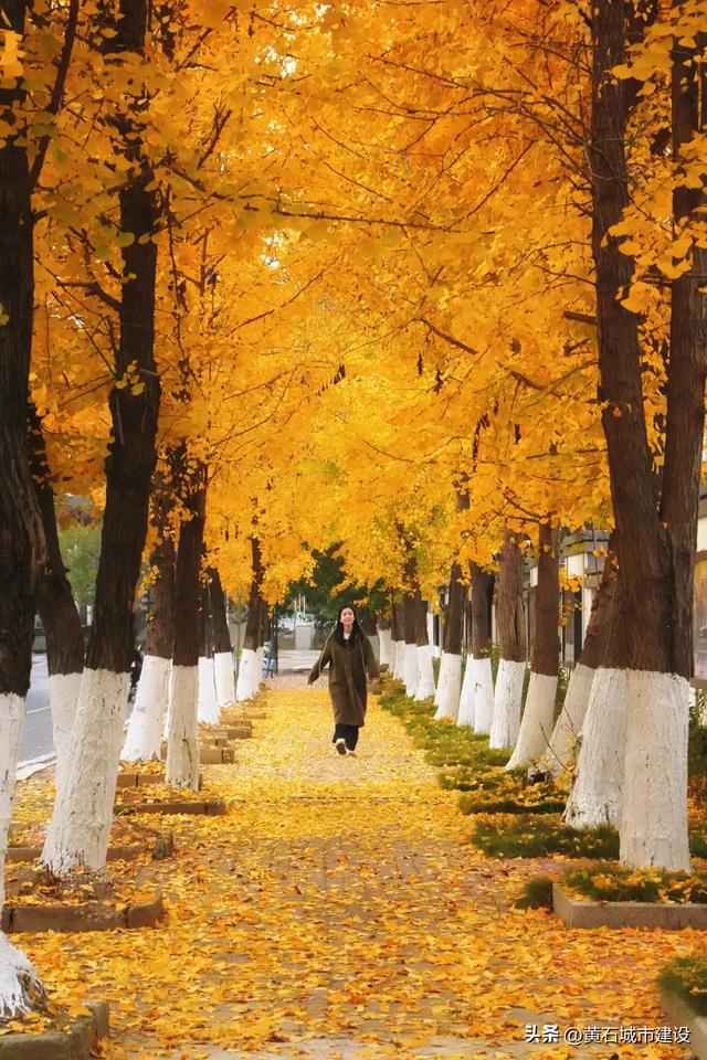限时绝美!黄石街头进入颜值巅峰