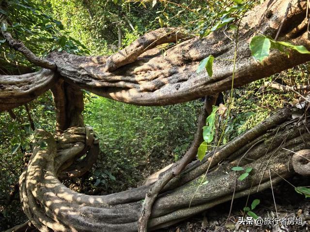 真是醉了，徒步奉化东西岙徐凫岩看悬崖飞瀑堵人竟然堵到怀疑人生