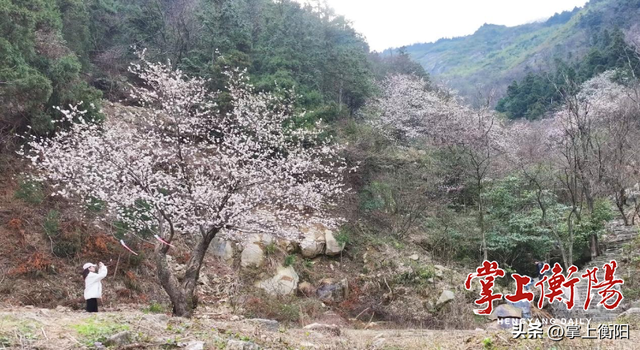 衡阳春日限定！收好这份踏青赏花打卡攻略~