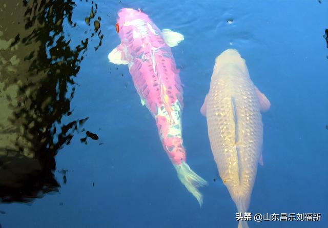 昌盛花园二期西区的冬景(下)