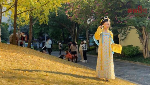 柳州这条老牌银杏大道，正迎来它一年中最美的时刻