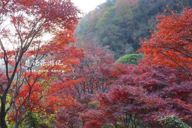 真是绝美！宁波这条山涧古道沿途尽是红枫，与古寺相映堪比诗画