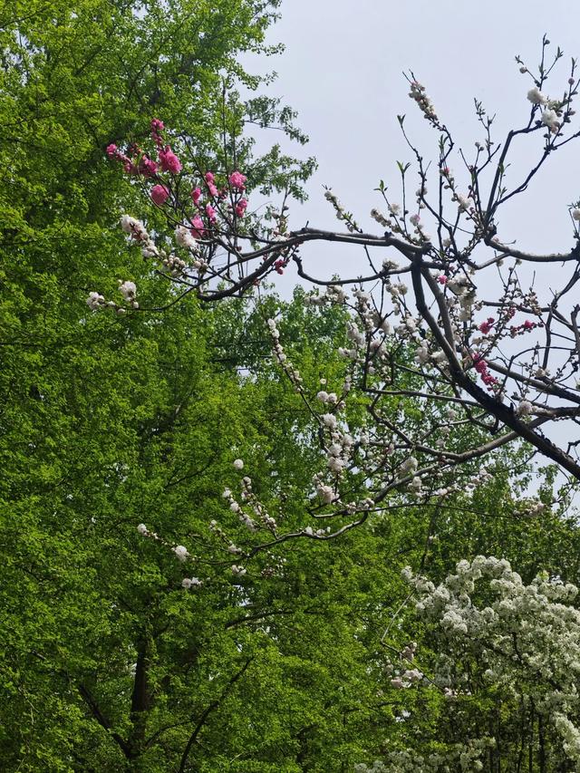 满园春色关不住 独领风骚樱花秀