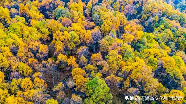 【秋日青海】假期邂逅乡趣卡阳，在云雾与秋色中共舞