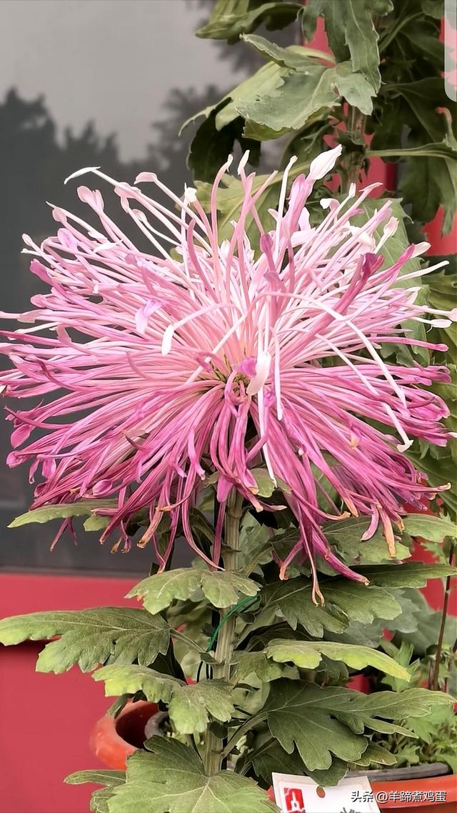 秋风独宠一园菊，晚来香艳出樊篱——北京北海公园2025年菊花展