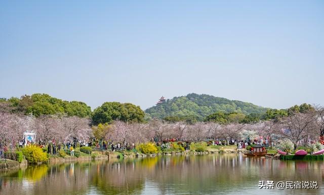 武汉赏樱花秘境，一篇告诉大家