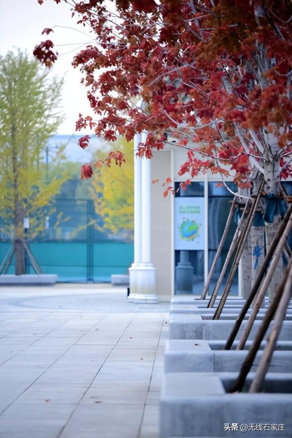 一叶知秋！2025年石家庄市城区赏秋指南来啦 这些地方别错过