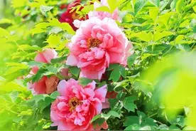 秦岭脚下有片“牡丹海”等你来打卡！图片