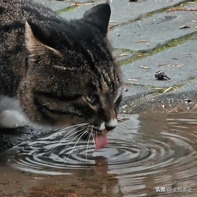 泰安市区竟藏着《卧虎藏龙》同款竹林！马上爆火，还有肥猫可rua！