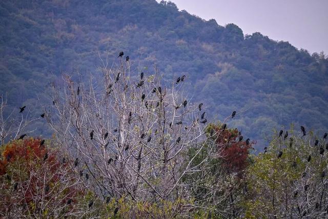 当水杉红遇上元旦红，这个假期来湘湖点亮新年希望~