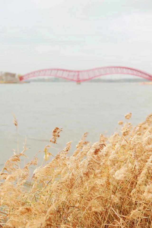 芦花飞雪！比人高+多机位！青岛氛围感芦苇荡初冬打卡地