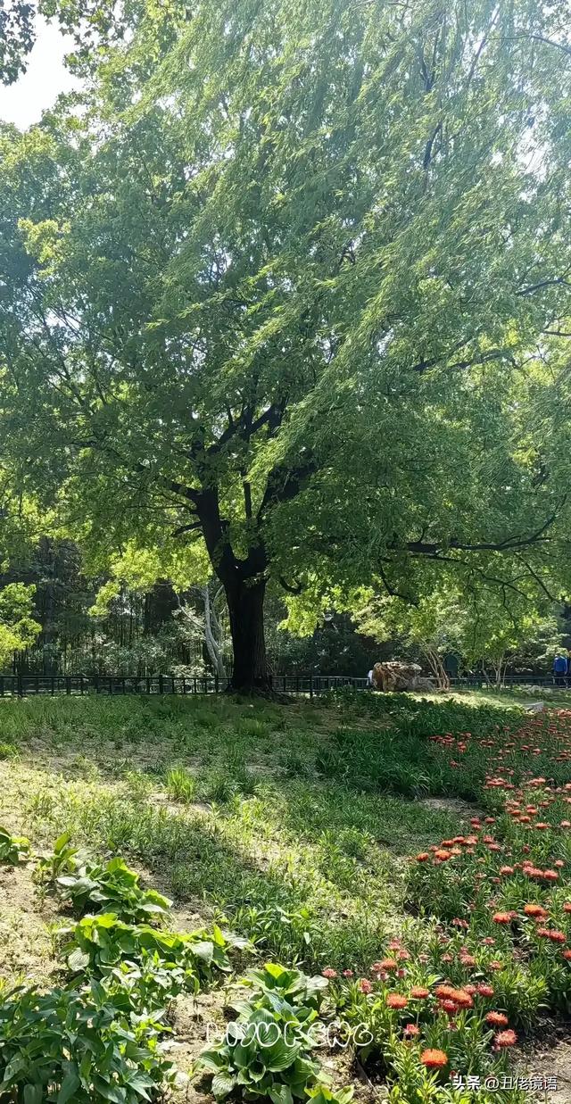 自拍影集（30）紫竹院公园风景绿水轻舟·上