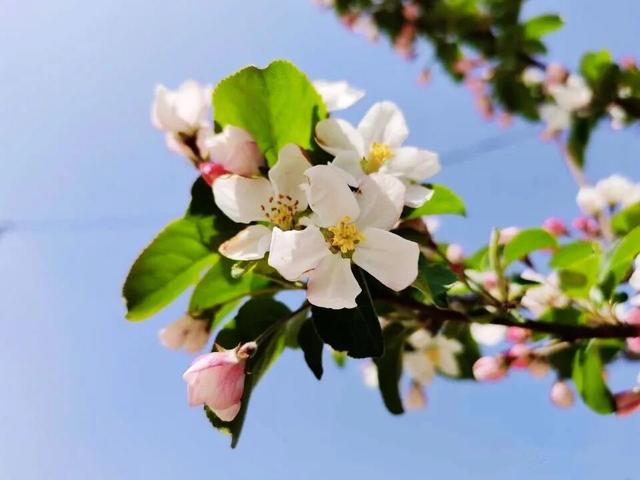 以花为序，礼县邀您共赴一场春日之约~